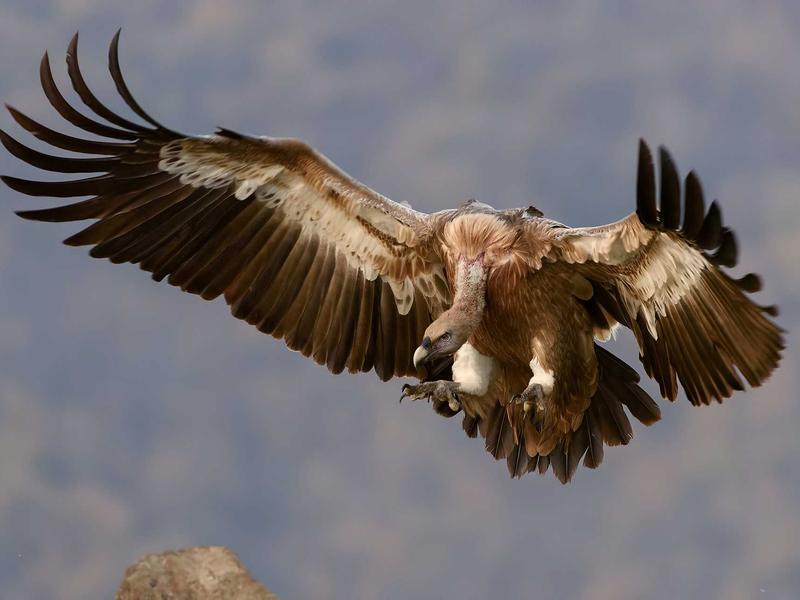 柬埔寨吴哥窟<br>yxepqio.cn 高棉微笑石雕